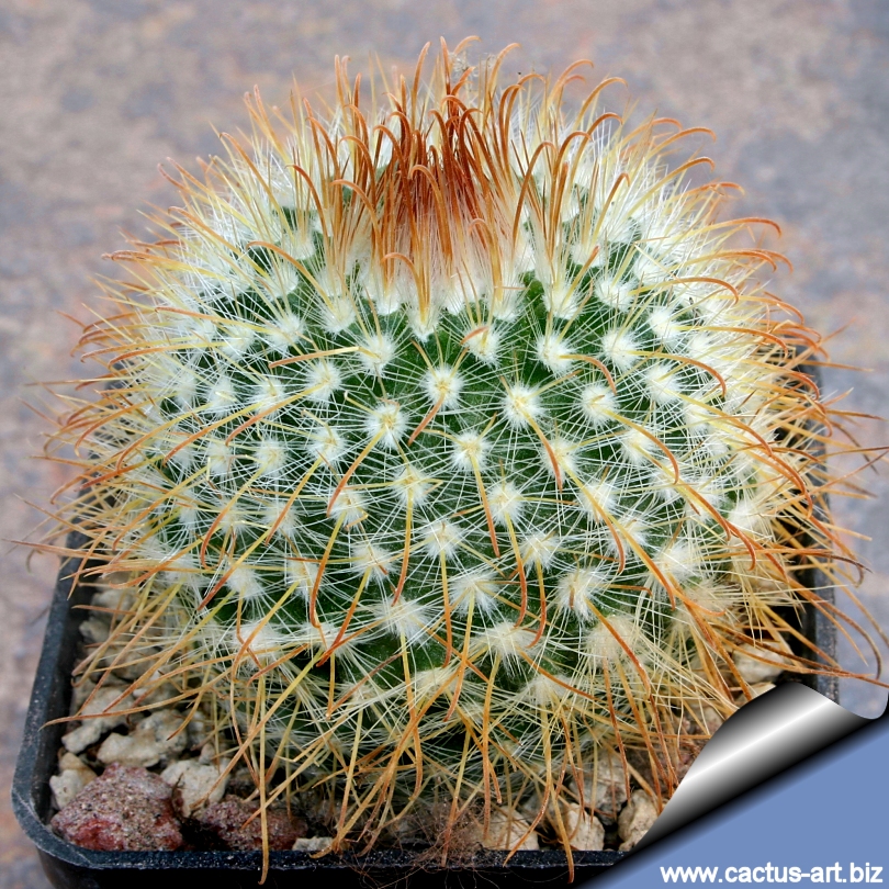 Parodia_aureispina_810.jpg