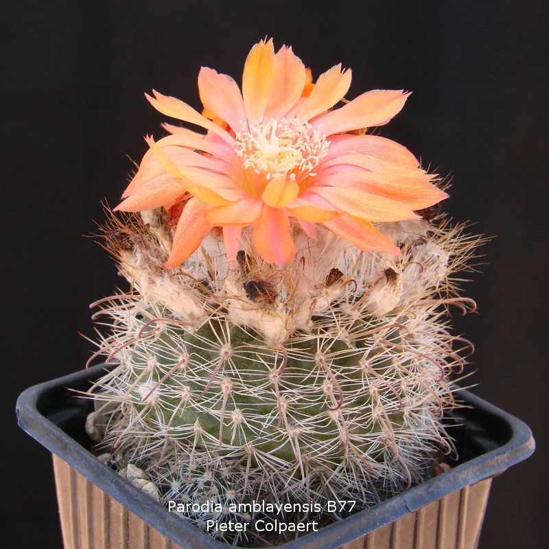 Parodia_B77.jpg