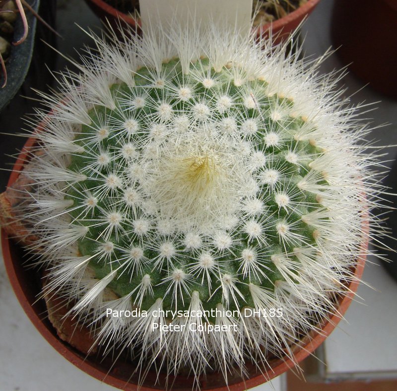 Parodia_chrysacanthion.jpg