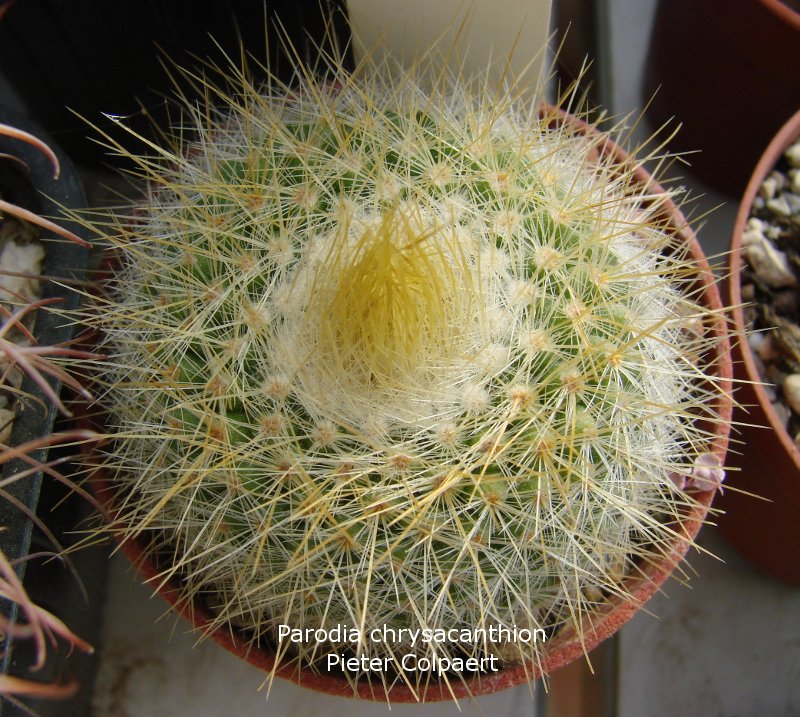 Parodia_chrysacanthion_1.jpg
