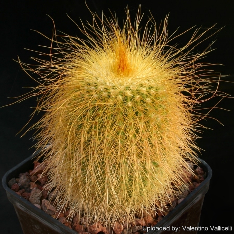 Parodia_leninghausii_11686_l.jpg