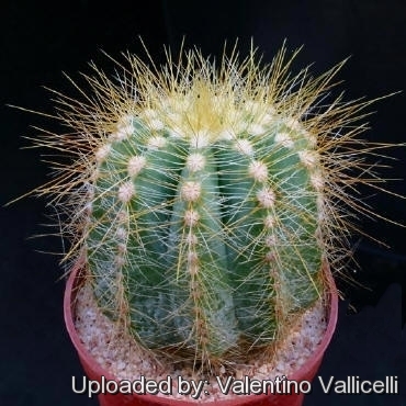 Parodia_magnifica_11683_l.jpg