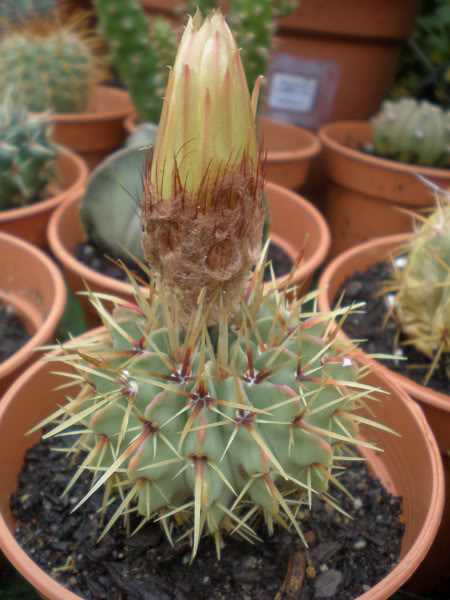 parodiabuiningii04_2008a.jpg