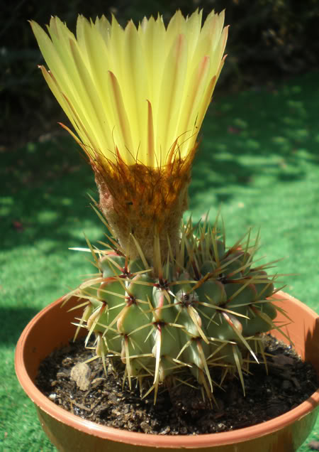 parodiabuiningii04_2008b.jpg