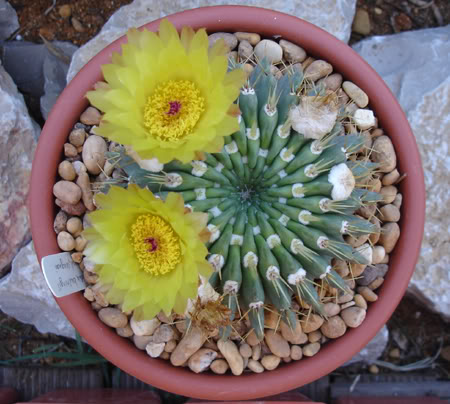 parodiabuiningii08_2008.jpg