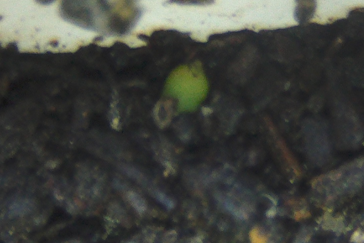 parodiacrassigibusprimerdiacutea2_zps1da5bc1e.jpg