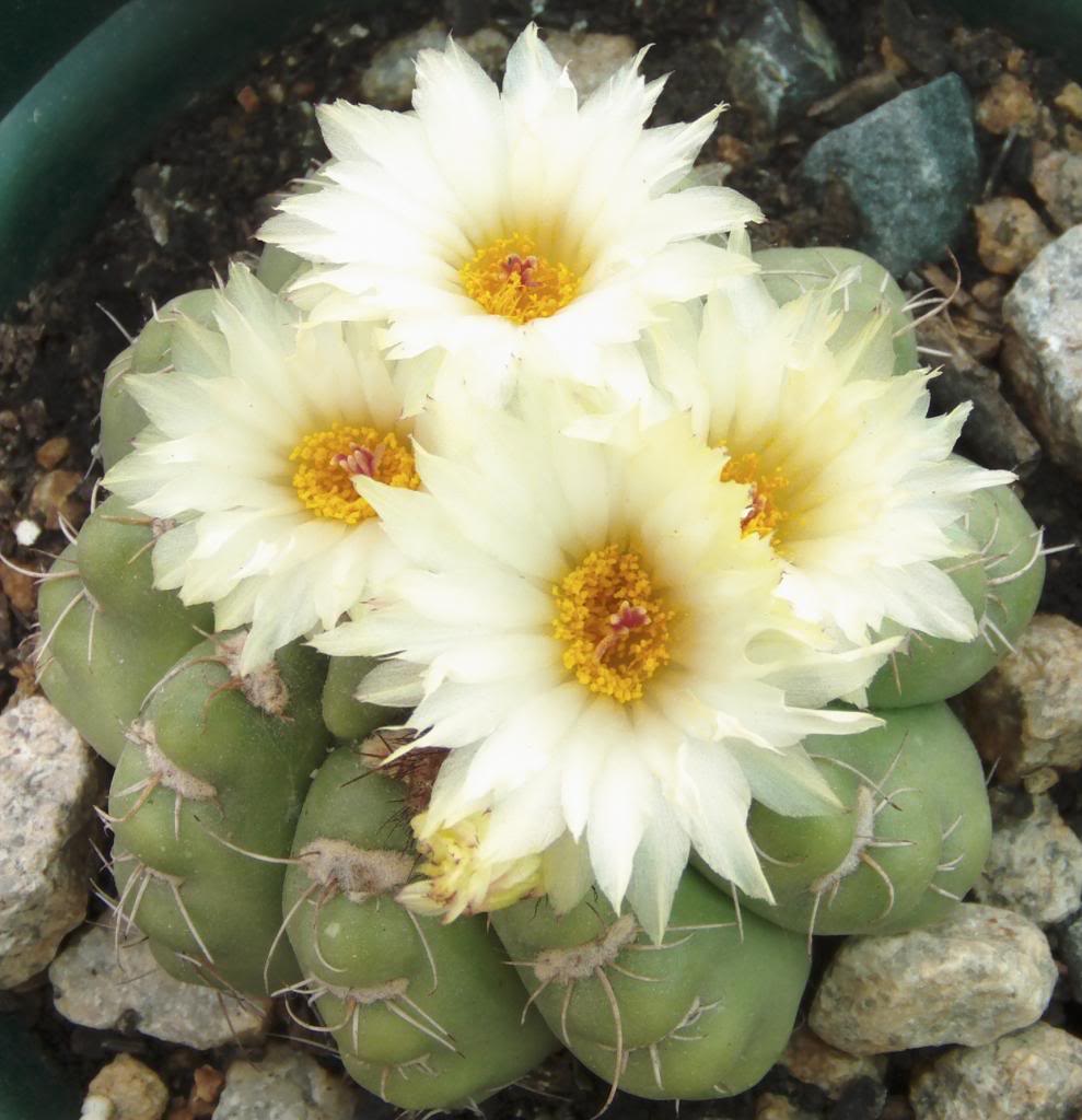 parodiacuatrofloresabiertas4_zps0055f120.jpg