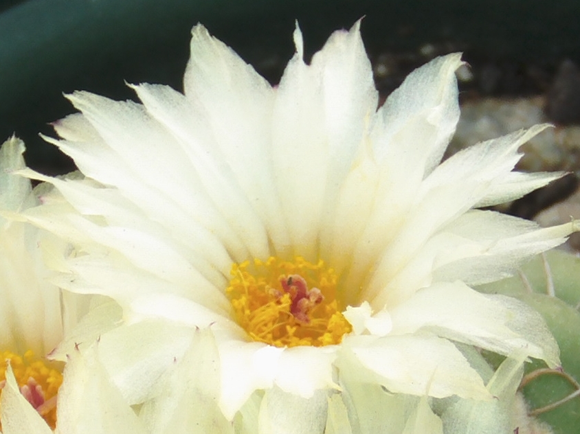 parodiadetalleflor_zps7a76799c.jpg