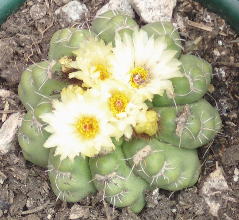 parodiafloresponieacutendosemustias3_zps4714f8a1.jpg