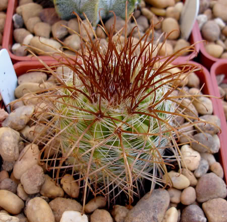 parodiamaxima06_2008a.jpg