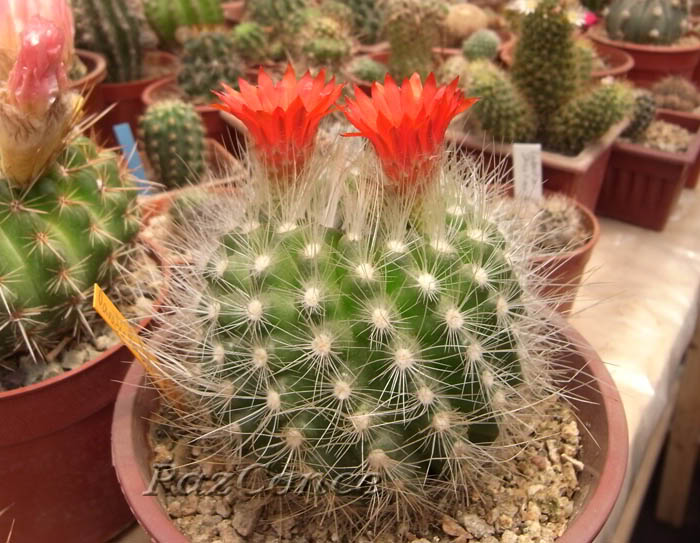 Parodiapenicillataalbispina_Nov2-2.jpg