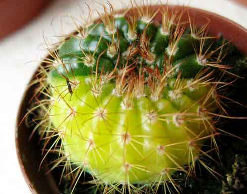 ParodiaVariegata.jpg