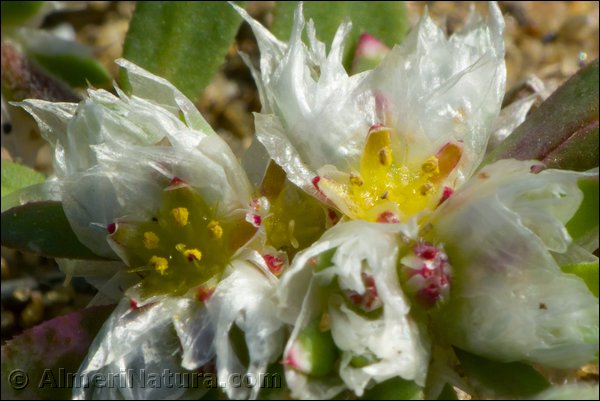 paronychia-argentea.jpg