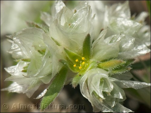 paronychia-capitata.jpg