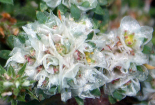 Paronychia_argentea.JPG