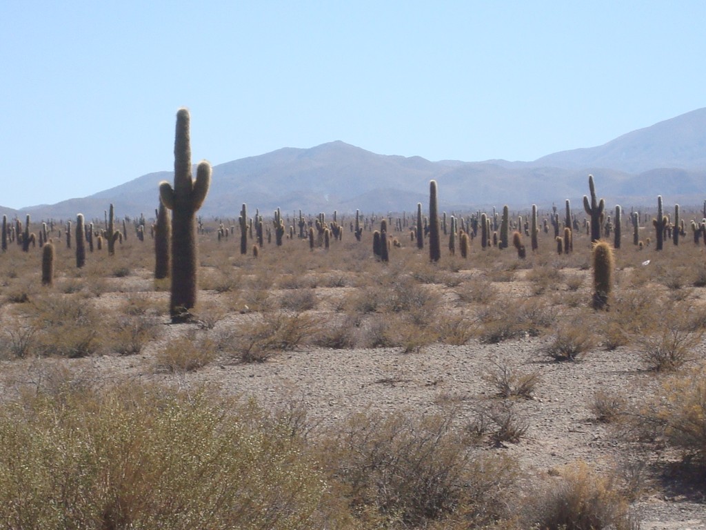 parque-nacional-los-cardones-1.jpg