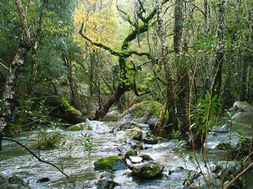 parque-natural-de-los-alcornocales.jpg