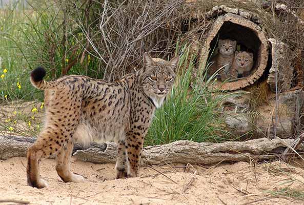 parque_nacional_donana_lince_iberico.jpg