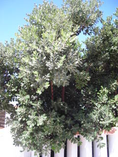 ParqueCdiz1187.jpg