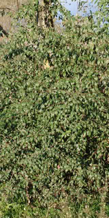 ParquePonfe0711.jpg