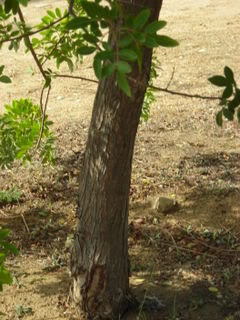 ParqueSPetri11417.jpg