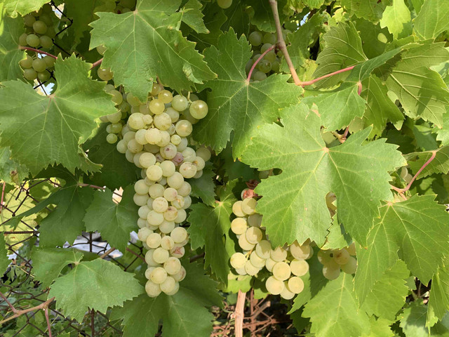 parras-moscatel02.jpg