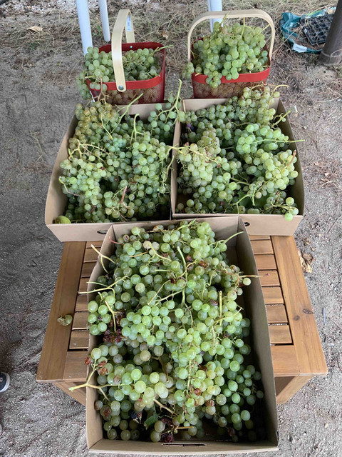 parras-moscatel03.jpg