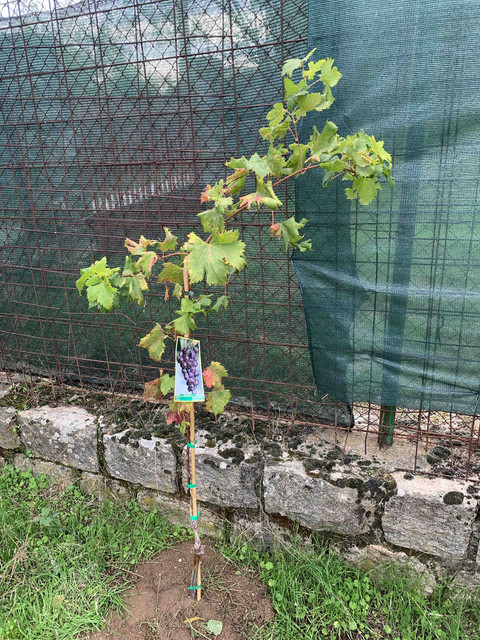 parras-vivero05.jpg