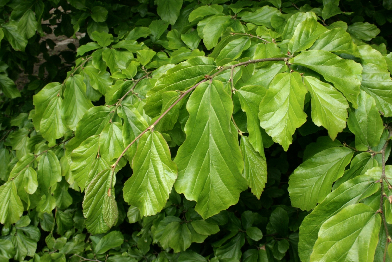Parrotia-persica-foliage.JPG