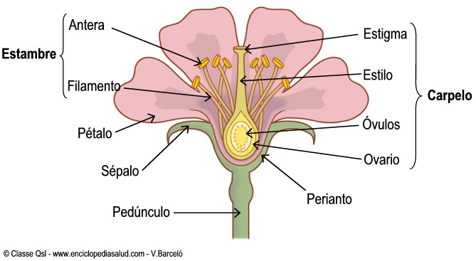 partes-de-una-flor.jpg
