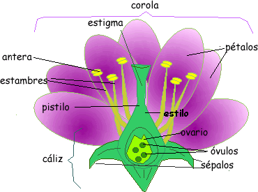 partes20flor.gif