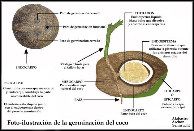 partes_del_coco.jpg