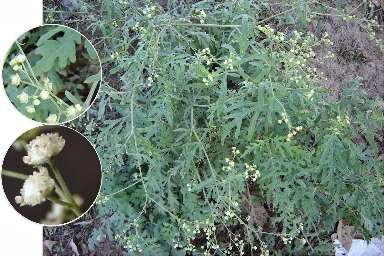 Parthenium+hysterophorus.jpg