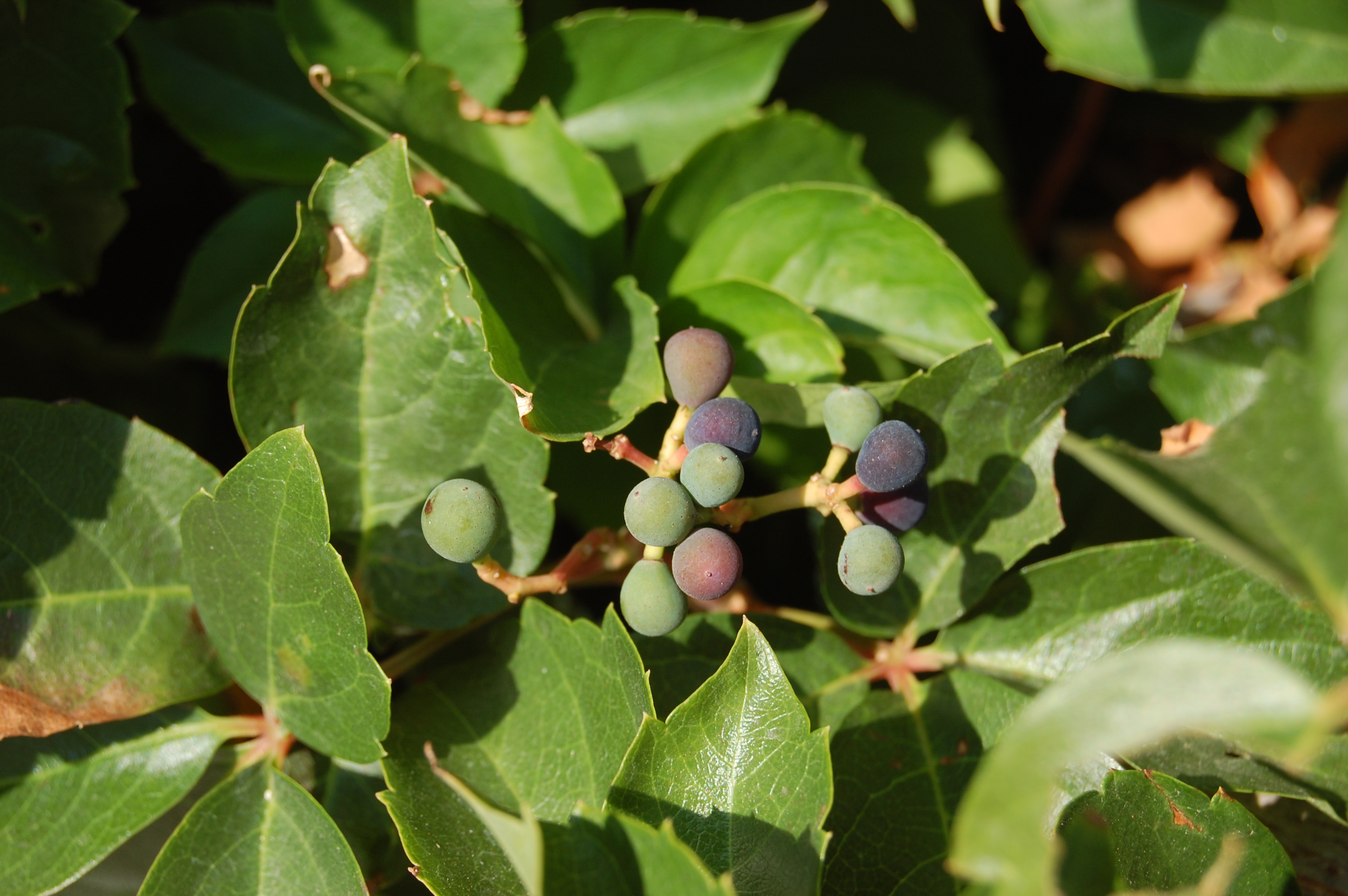 parthenocissus-quinquefolia-fruit.jpg