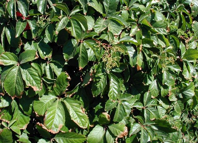 Parthenocissus-quinquefolia.JPG