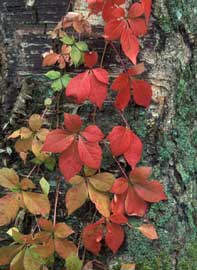 parthenocissus-quinquefolia.jpg