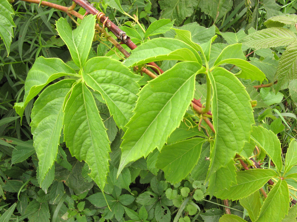 parthenocissus-quinquefolia-le-dkausen.jpg