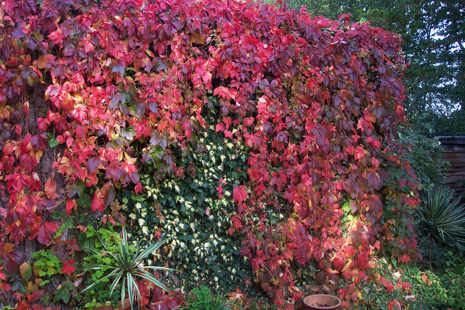 parthenocissus-quinquefolia1.jpg