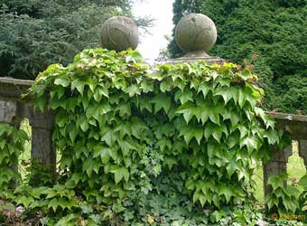 parthenocissus-tricus.jpg
