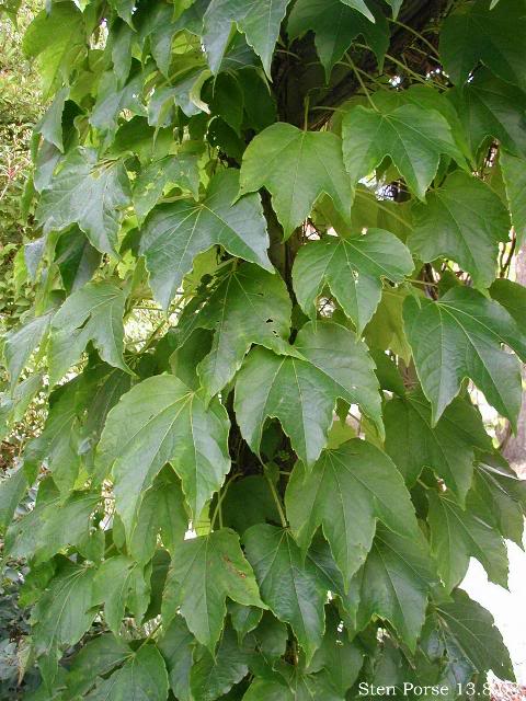 Parthenocissus-tricuspidata.jpg