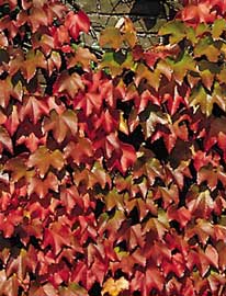 parthenocissus-tricuspidata.jpg