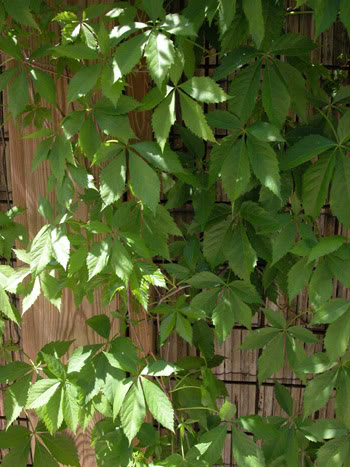 Parthenocissus_quinquefolia.jpg