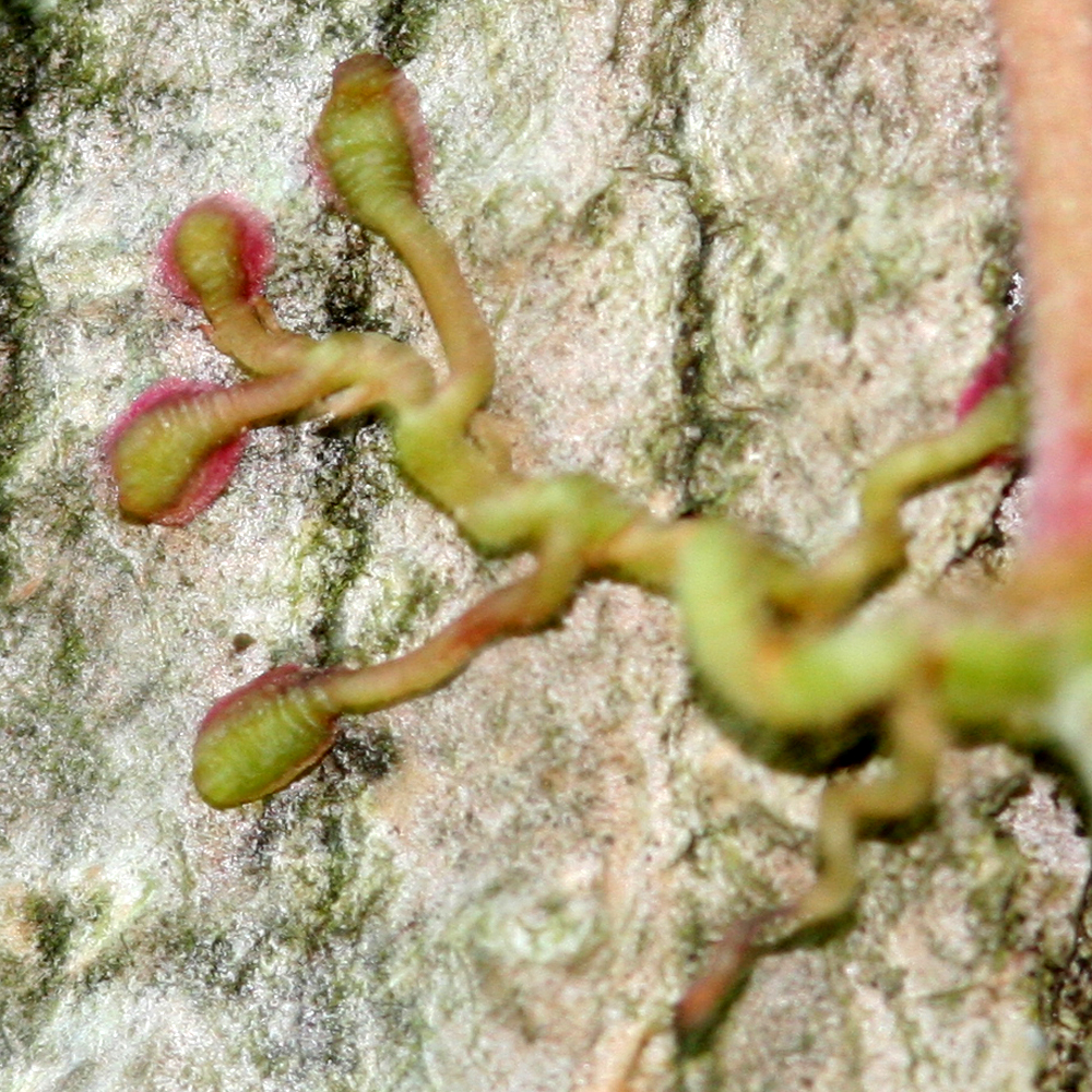 Parthenocissus_quinquefolia_6691.jpg