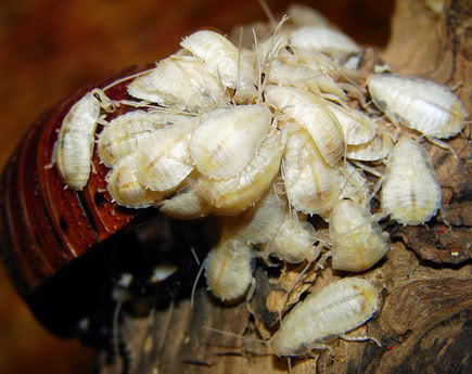 partoportentosa1.jpg