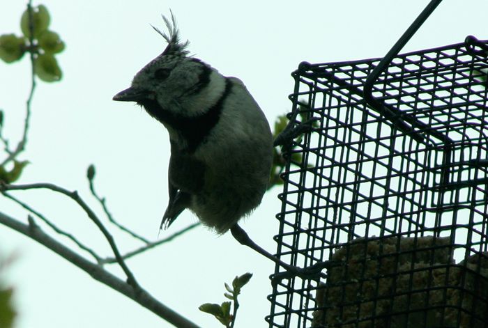 parus_cristatus.jpg
