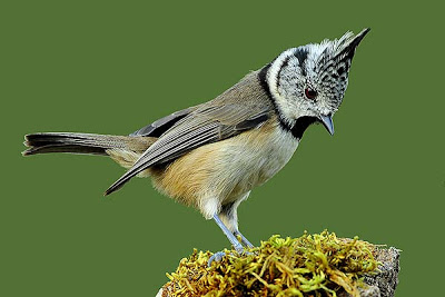 parus_cristatus_01.jpg