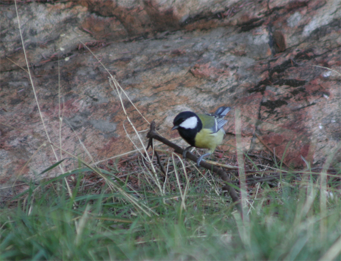 parus_major.jpg