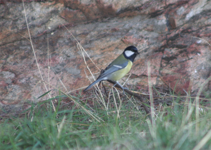 parus_major1.jpg