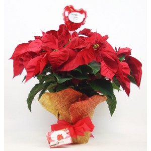 pascuero-de-navidad.jpg