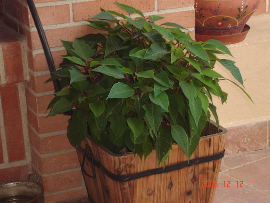 pascuero octubre 2006.jpg